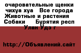 очаровательные щенки чихуа-хуа - Все города Животные и растения » Собаки   . Бурятия респ.,Улан-Удэ г.